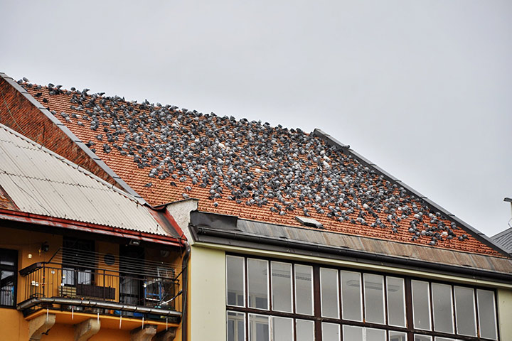 A2B Pest Control are able to install spikes to deter birds from roofs in Tadworth.