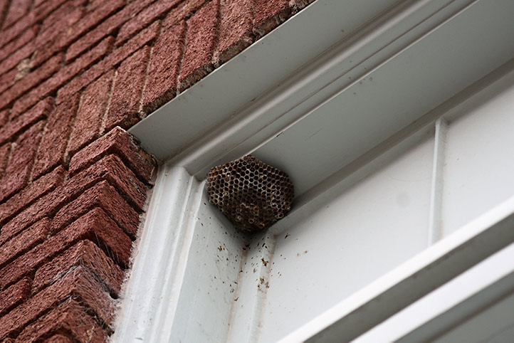 We provide a wasp nest removal service for domestic and commercial properties in Tadworth.